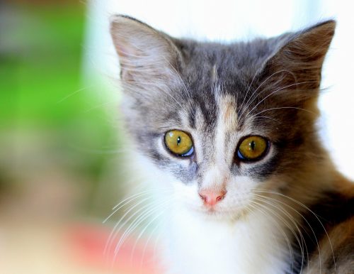 what causes increased appetite in cats?