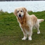 golden retriever temperament