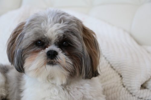 health issues of shih tzus