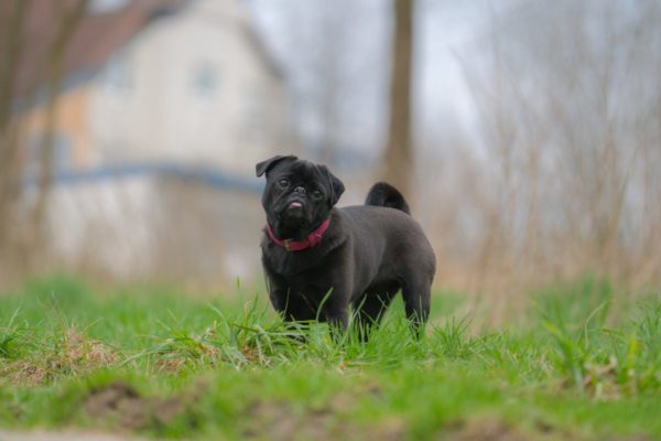 How To Train A Pug | Canna-Pet®