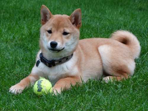 are shiba inus good family dogs