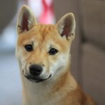 shiba inu shedding