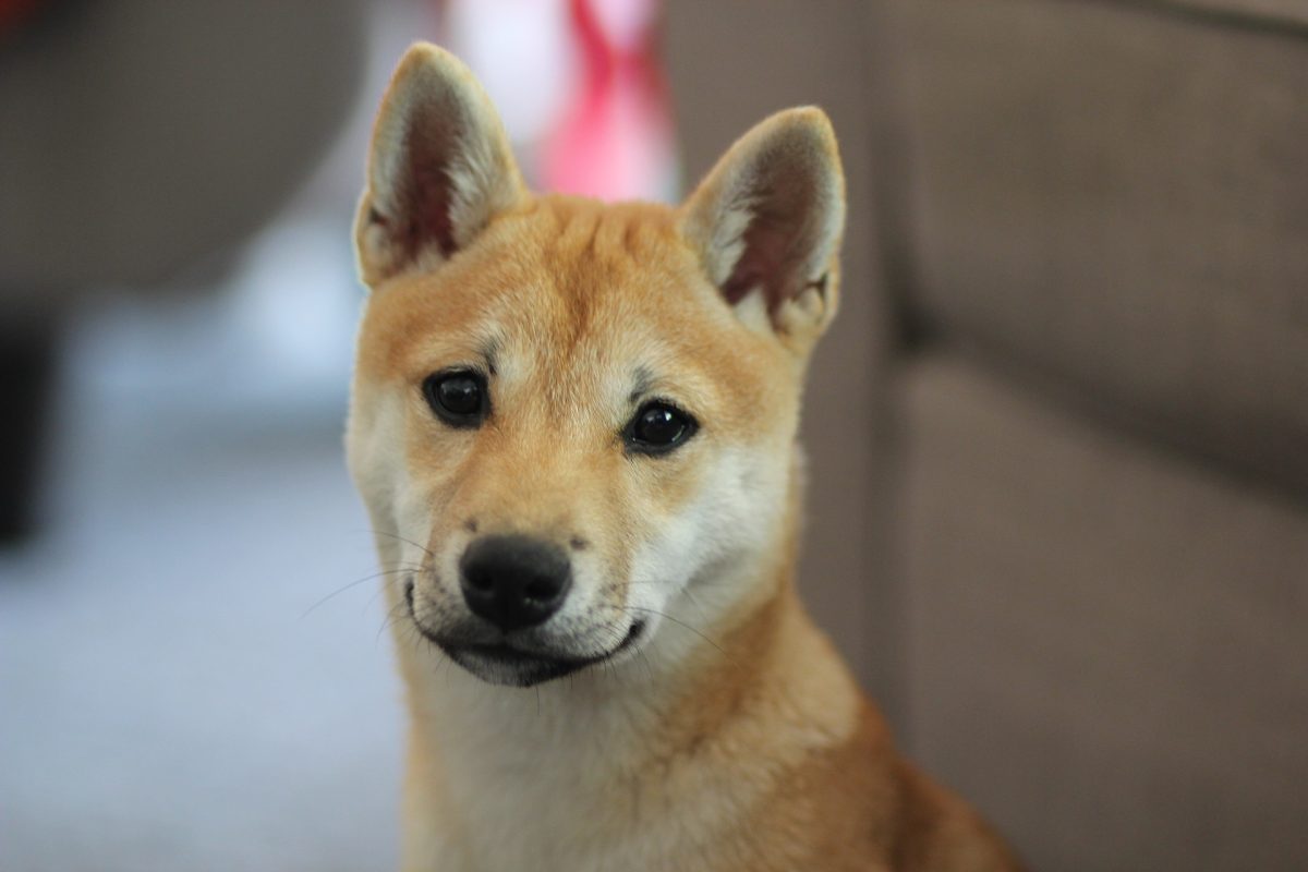 shiba inu shedding