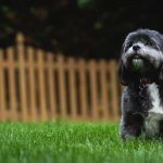 shih tzu health problems