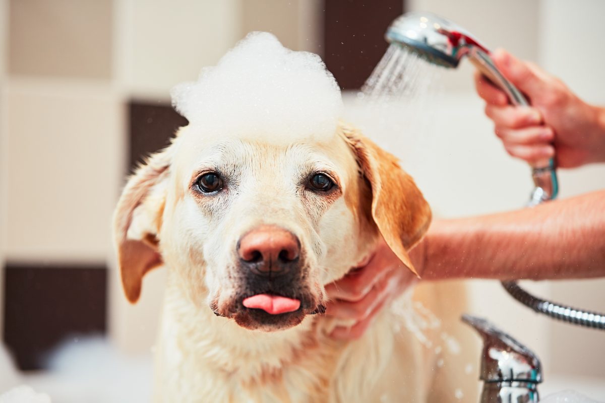 how do i get rid of my dogs walking dandruff