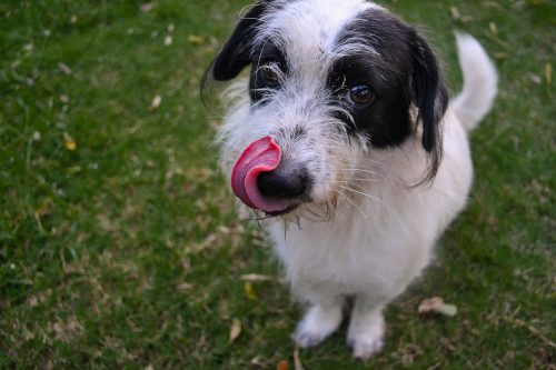 dog tumor causes_canna-pet