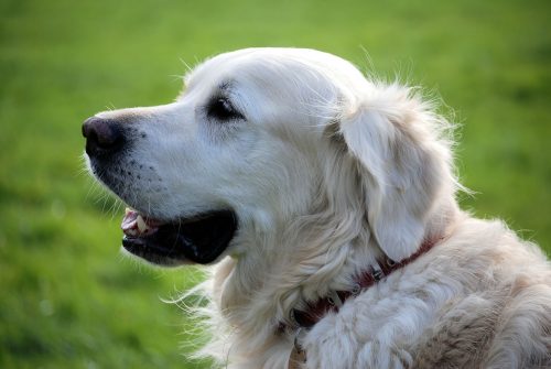 fatty tumors in dogs_canna-pet