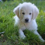 giardia in puppies_canna-pet