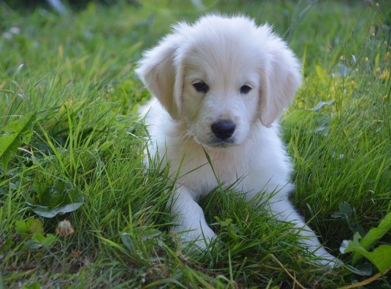 Giardia in Puppies Causes, Signs, & Treatment CannaPet®