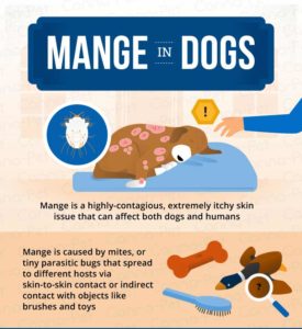 Mange in Dogs: Causes, Symptoms, & Treatment | Canna-Pet®