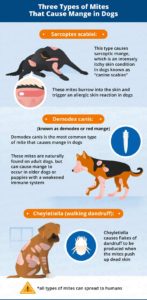 Mange in Dogs: Causes, Symptoms, & Treatment | Canna-Pet®