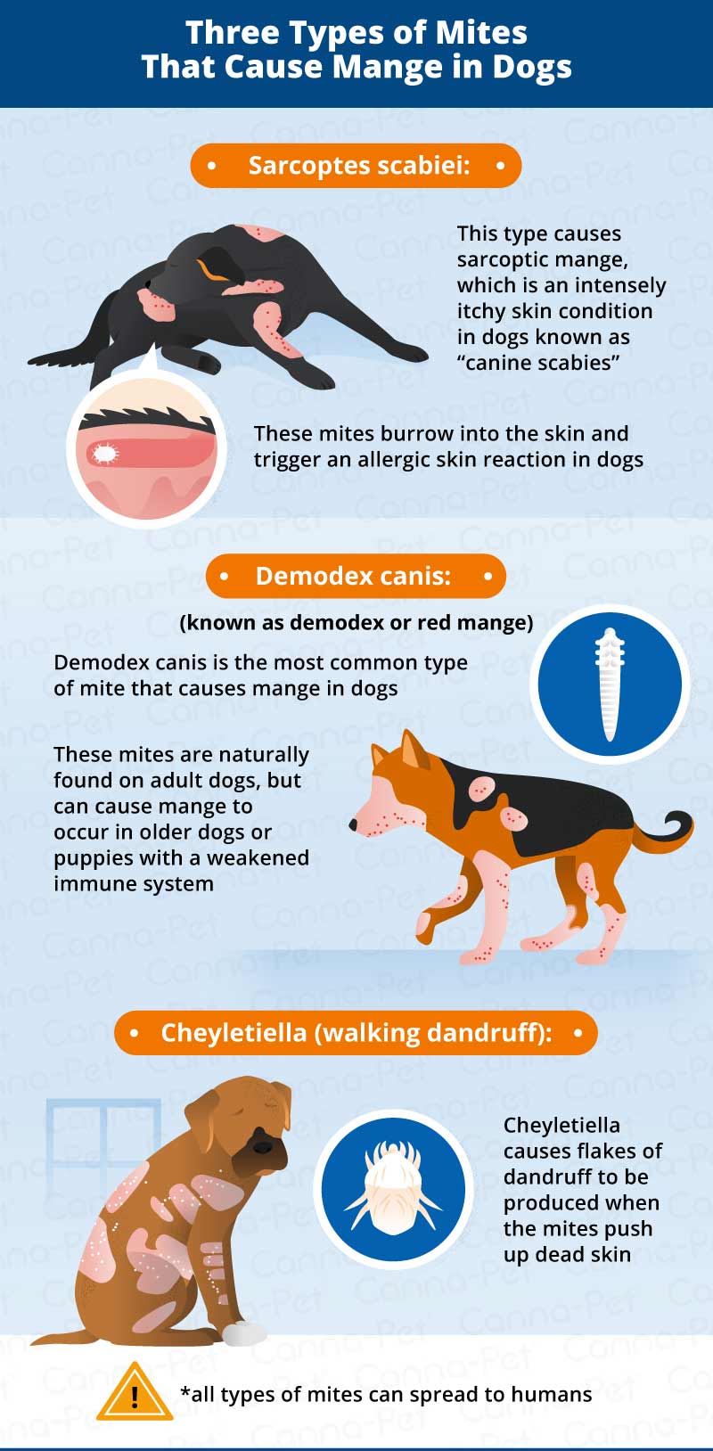 three types of mites that cause mange 