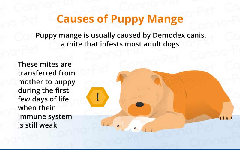 causes of puppy mange
