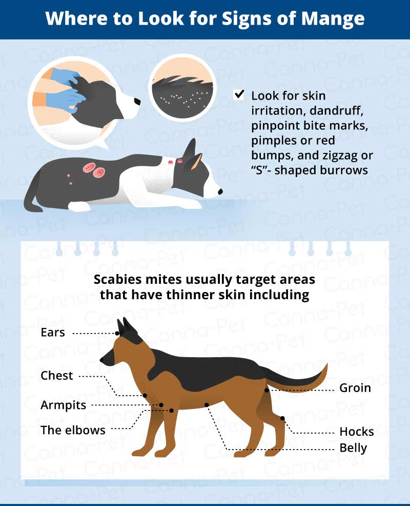 where to look for signs of mange
