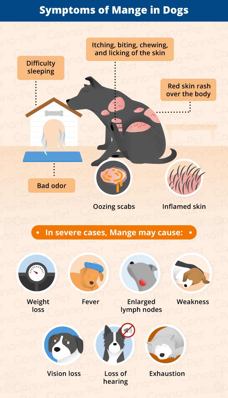 symptoms of Mange in dogs