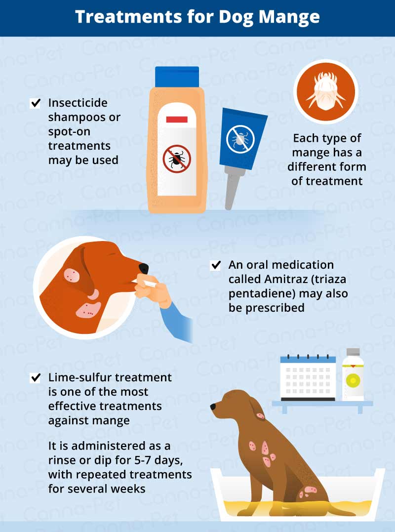 treatments for dog mange