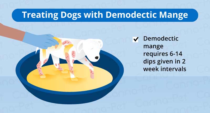 treating dogs with demodectic mange
