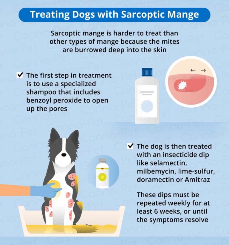 Mange in Dogs Causes, Symptoms, & Treatment CannaPet®