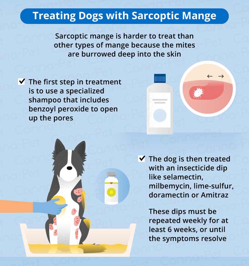treating dogs with sarcastic mange