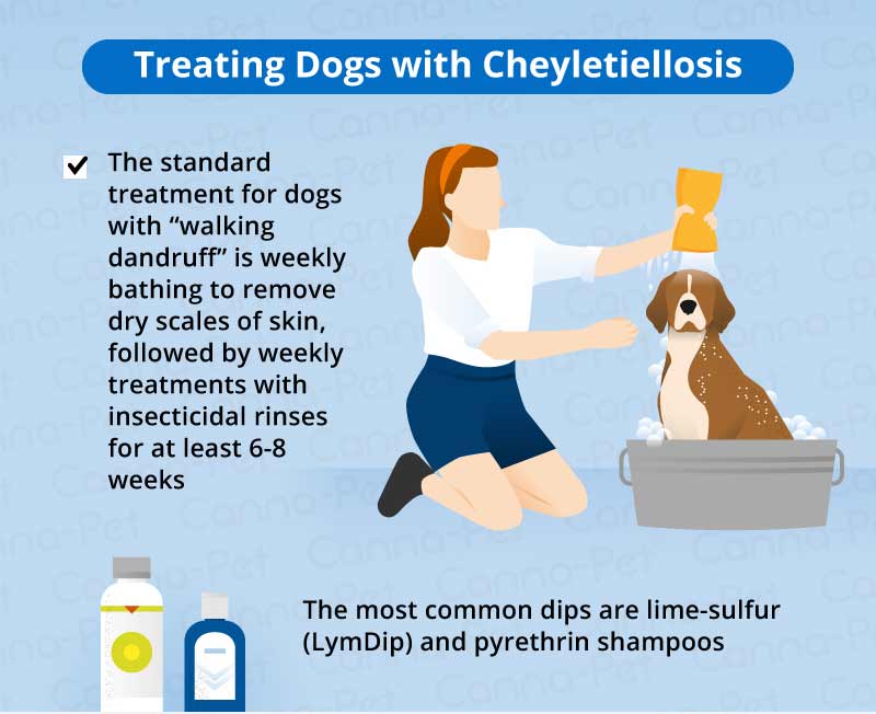 treating dogs with cheylectiellosis