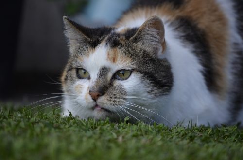 hypothyroidism in cats 