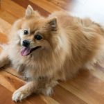 pomeranian temperament