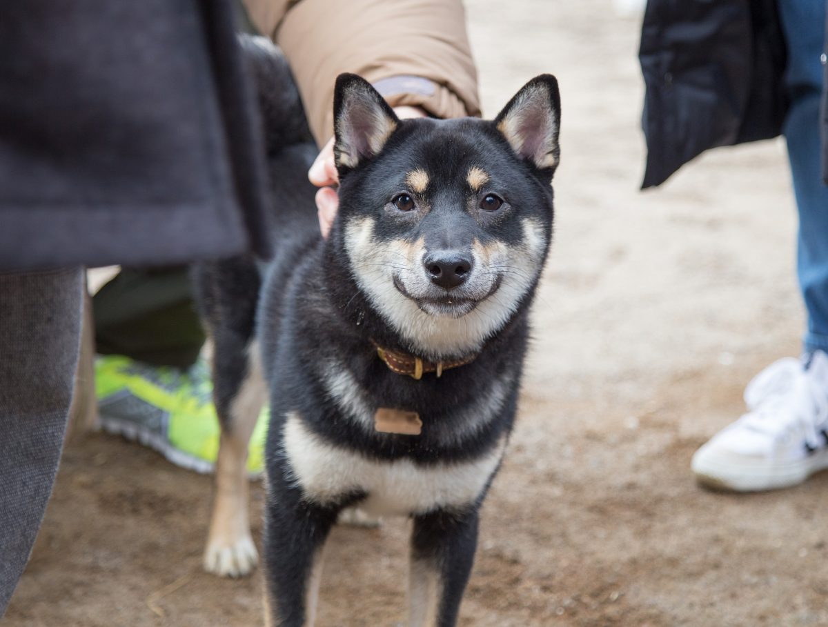 Small White Shiba Inu Puppy