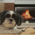 shih tzu temperament