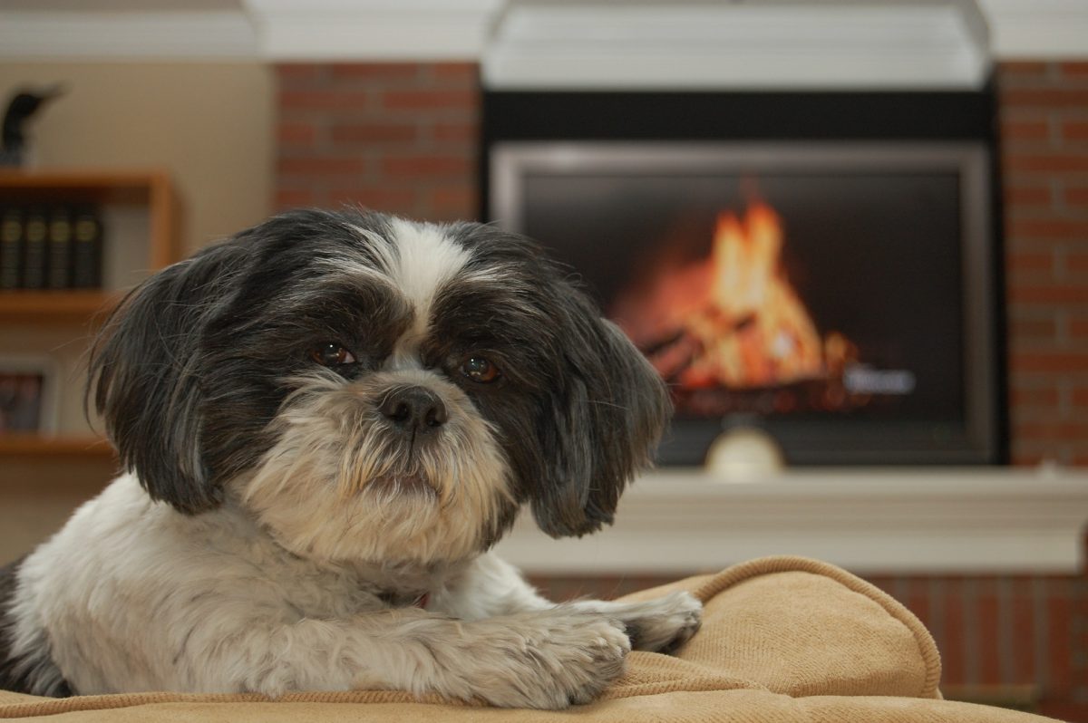 how much exercise does a shih tzu dog need