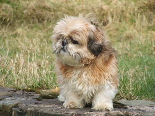 health problems of shih tzus