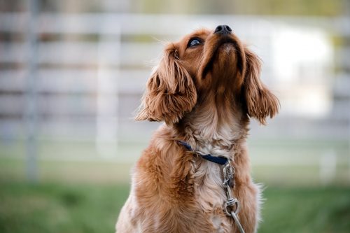 can anxiety cause weight loss in dogs