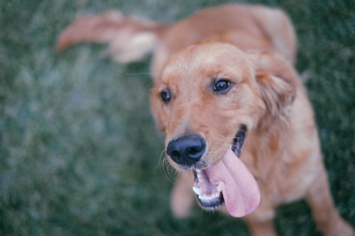 what causes mange in dogs_canna-pet