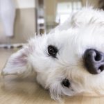 what causes tumors in dogs_canna-pet