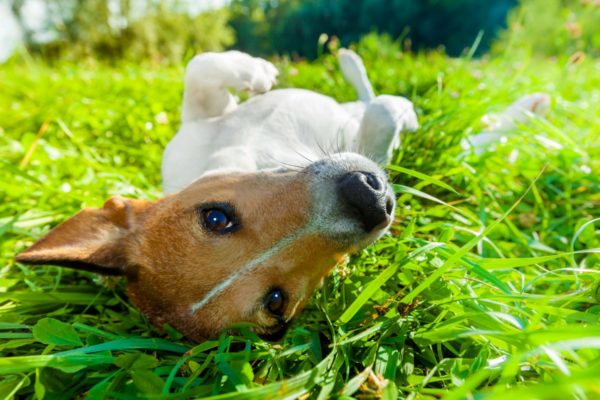 What Do Hotspots on Dogs Look Like? | Canna-Pet®