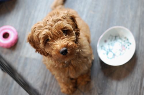 what is impetigo in dogs_canna-pet