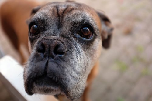 how long does it take for a dog to recover from mange