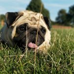 why is my dog gaining weight_canna-pet