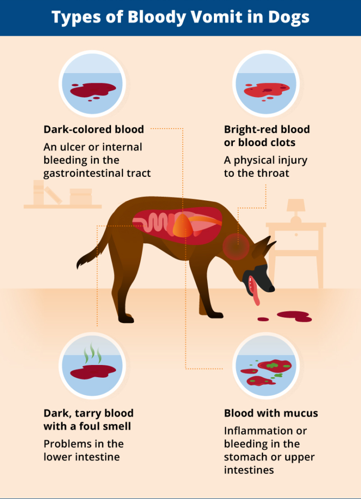 Why Is My Dog Vomiting Blood? | Canna-Pet®