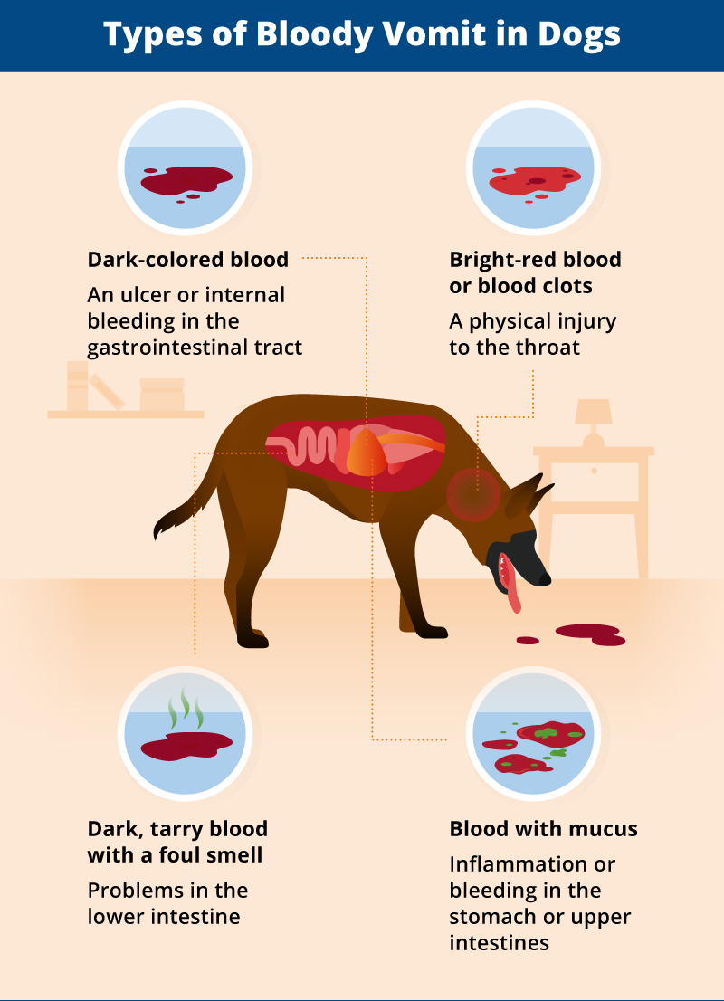 types of bloody vomit in dogs