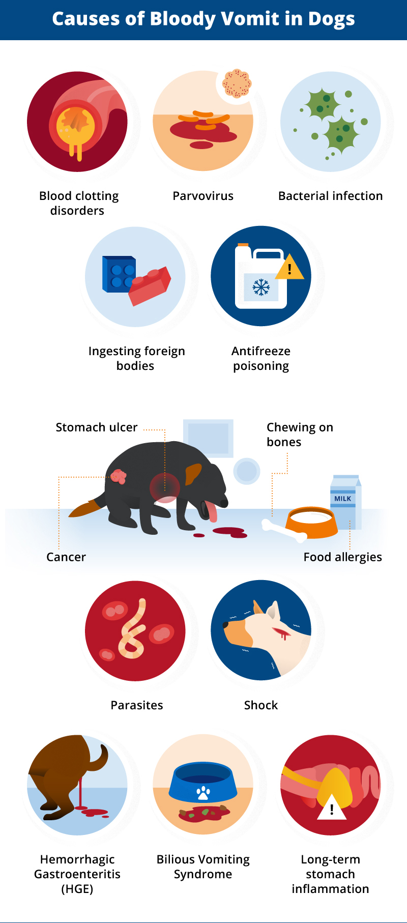 causes of bloody vomit in dogs