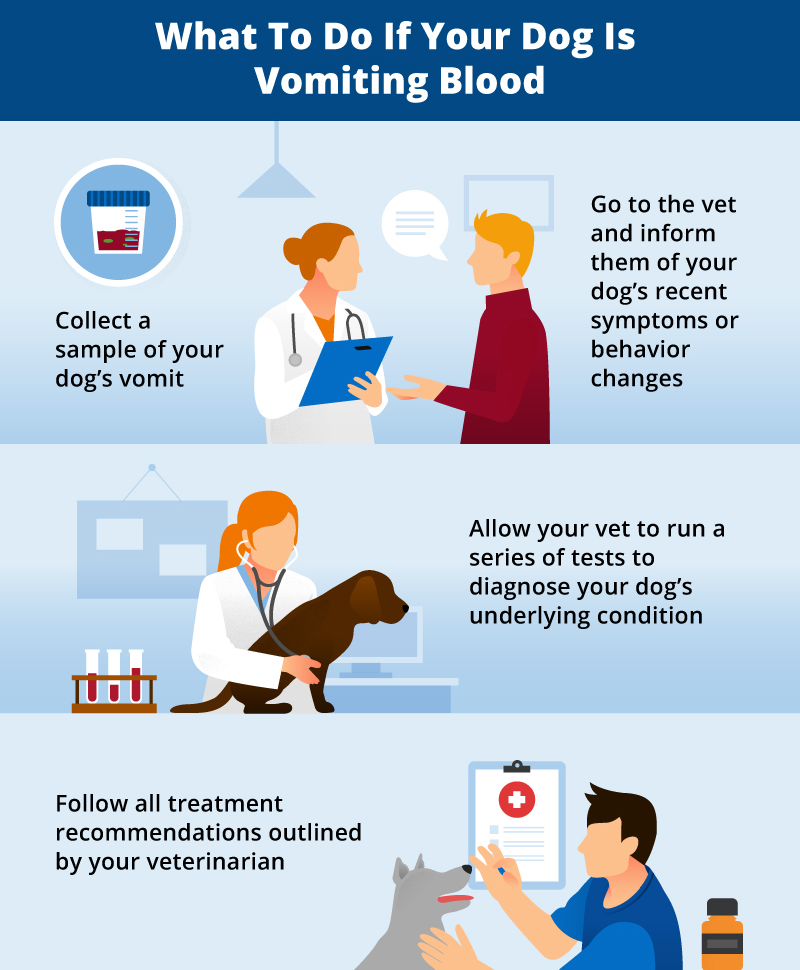 what to do if dog is vomiting blood