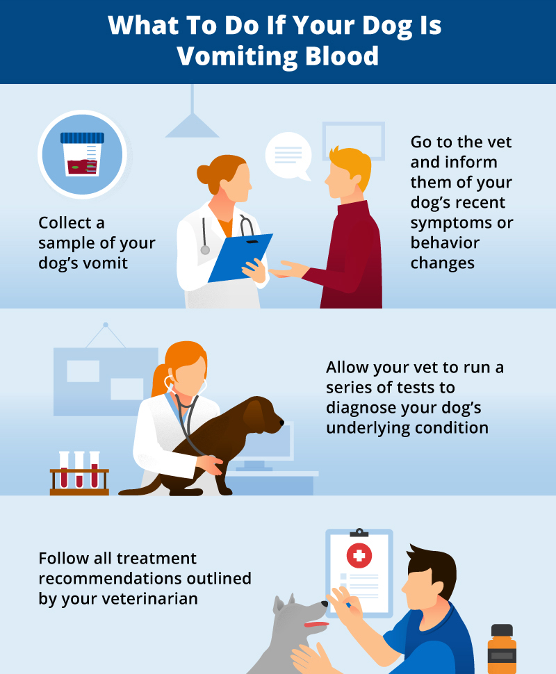 what do i do if my dog vomits blood