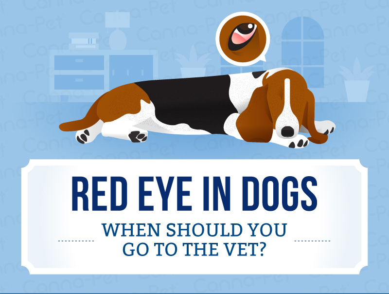 red eye in dogs