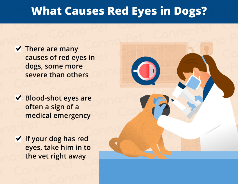 red eye in dogs causes