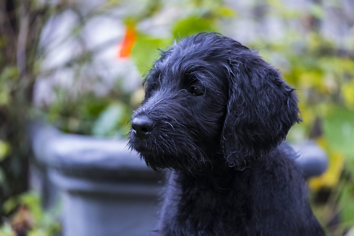 Signs & Symptoms of Bloat in Puppies - Canna-Pet®