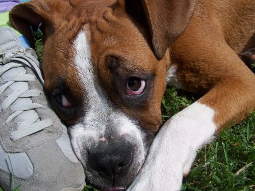 causes of cherry eye in dogs_canna-pet