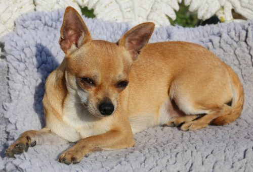 chihuahua-health-issues-problems-canna-pet