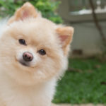 common pomeranian health issues_canna-pet