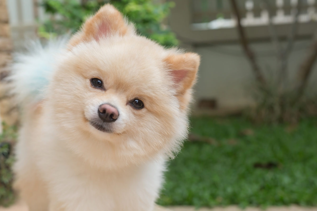 do pomeranians coats change color