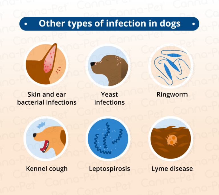 What Causes Swollen Lymph Nodes in Dogs? | Canna-Pet®